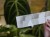 DSC05163-PhotoRoom.jpg