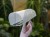 DSC05406-PhotoRoom.jpg
