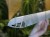 DSC05571-PhotoRoom.jpg