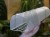DSC05522-PhotoRoom.jpg