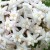 Hoya sp. Doi Tung (1).jpg