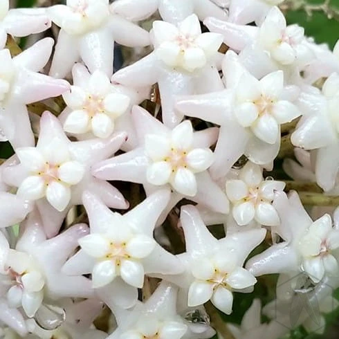 Hoya sp. Doi Tung (1).jpg