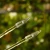 Palik U XS (3).webp