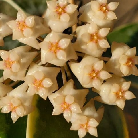 Hoya acuta albomarginata (1).jpg