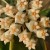 Hoya acuta albomarginata (1).jpg