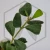 Manipurensis (1).webp