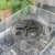 Propagator miniszklarenka na rośliny, siewki 18x15x6 cm (2).webp