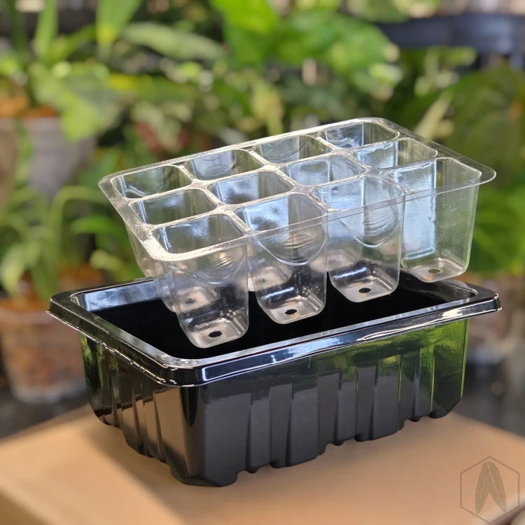 Propagator miniszklarenka na rośliny, siewki 18x15x6 cm (4).webp
